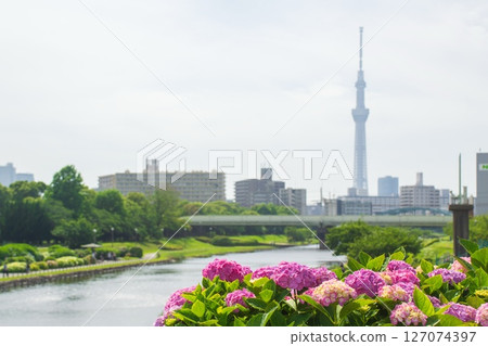 舊那珂川河岸盛開的繡球花 127074397