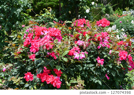 羅斯「淘汰賽」入選羅斯名人堂 127074398