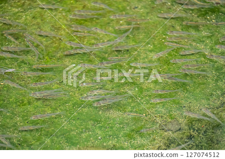 河裡成群的小魚 河裡成群的小魚 127074512