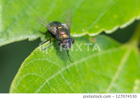 Fly fly Fly fly 127074530