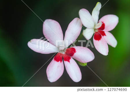 肝花， 127074690