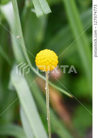 Classpedia Billy Buttons 'Golf Beauty' Classpedia Billy Buttons 'Golf Beauty' 127074773