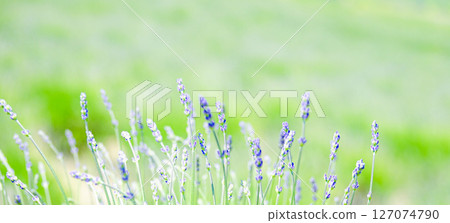 薰衣草,北海道夏季旅遊的標誌性花卉 薰衣草,北海道夏季旅遊的標誌性花卉 127074790