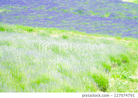 薰衣草,北海道夏季旅遊的標誌性花卉 薰衣草,北海道夏季旅遊的標誌性花卉 127074791