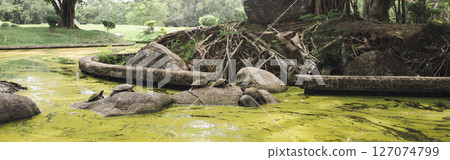 wellness concept with tree in park on summer season 127074799