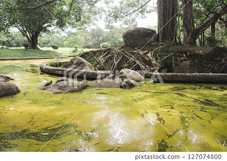wellness concept with tree in park on summer season 127074800