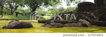 wellness concept with tree in park on summer season 127074801