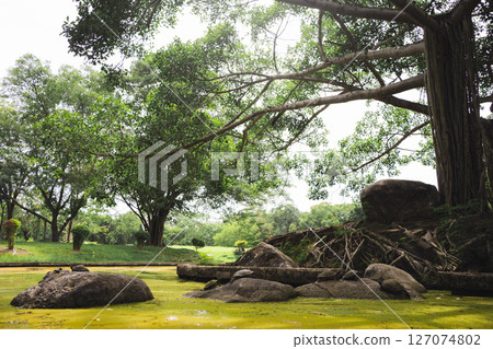 wellness concept with tree in park on summer season 127074802