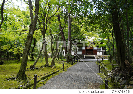 地藏院的綠色通道 地藏院的綠色通道 127074846