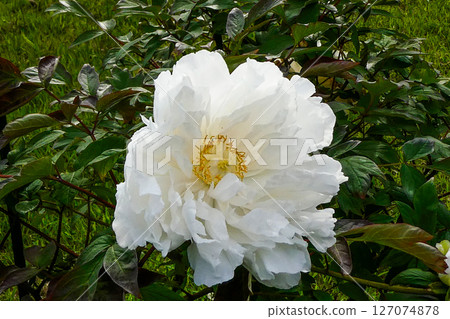 White peonies blooming in the peony garden at the Miyazawa Kenji Memorial Museum Ihatov Hall in Hanamaki, Iwate Prefecture White peonies blooming in the peony garden at the Miyazawa Kenji Memorial Museum Ihatov Hall in Hanamaki, Iwate Prefecture 127074878