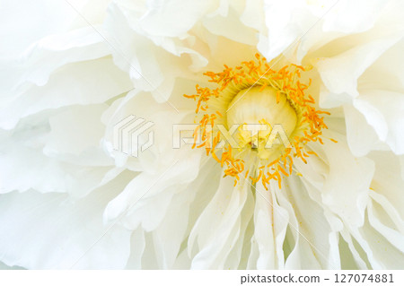 White peonies blooming in the peony garden at the Miyazawa Kenji Memorial Museum Ihatov Hall in Hanamaki, Iwate Prefecture White peonies blooming in the peony garden at the Miyazawa Kenji Memorial Museum Ihatov Hall in Hanamaki, Iwate Prefecture 127074881