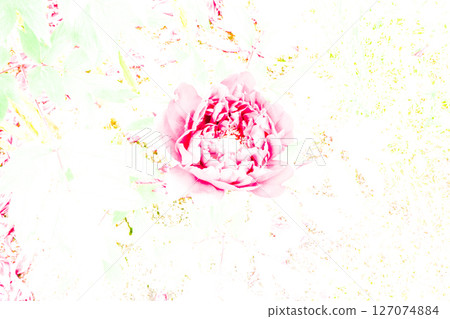 Red peonies blooming in the peony garden at the Miyazawa Kenji Memorial Museum Ihatov Hall in Hanamaki, Iwate Prefecture 127074884