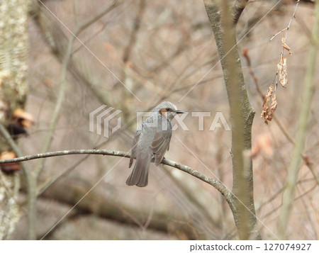 Brown-eared bulbulous on branches 127074927