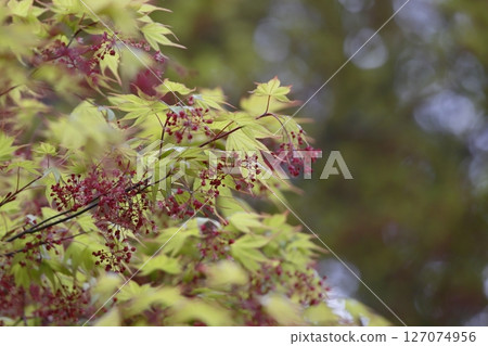 楓紅花 楓紅花 127074956