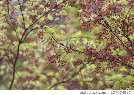 楓花盛開 楓花盛開 127074957