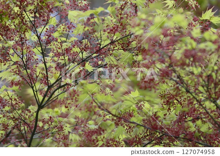楓花盛開 楓花盛開 127074958