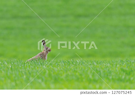 Adult hare sitting in green grass. Wildlife scene from nature. Animal on the meadow 127075245