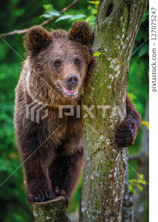 Close Bear cub clings to the side of the tree. Wildlife scene from nature Close Bear cub clings to the side of the tree. Wildlife scene from nature 127075247