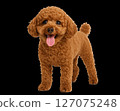 站立的玩具貴賓犬 127075248