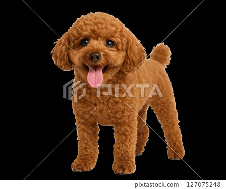站立的玩具貴賓犬 127075248