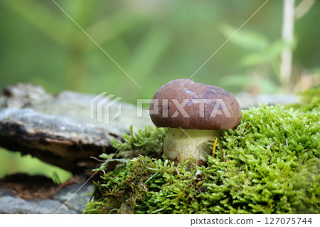 Bay bolete mushroom on mossy log in a peaceful forest 127075744