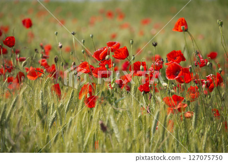 Bright red poppy flower in a green wheat field on a sunny day Bright red poppy flower in a green wheat field on a sunny day 127075750