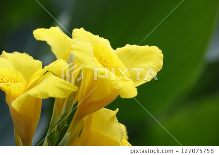 Yellow canna flowers 127075758