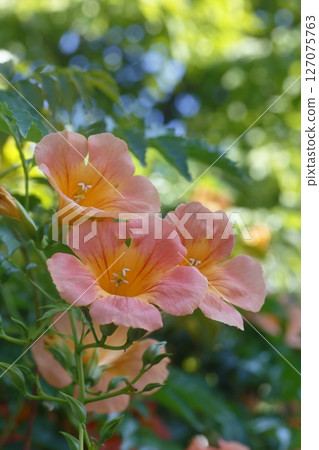 Orange trumpet vine flower Orange trumpet vine flower 127075763