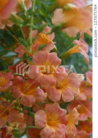 Orange trumpet vine flower Orange trumpet vine flower 127075764