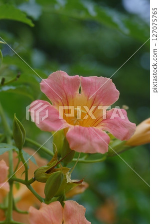 Orange trumpet vine flower 127075765