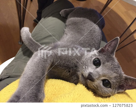 Russian Blue kitten cuddling on your lap 127075823