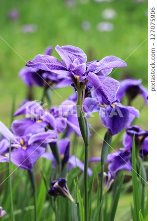 Iris 127075906
