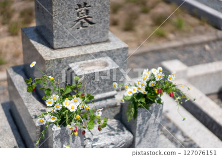 Grave Obon Zinnia 127076151