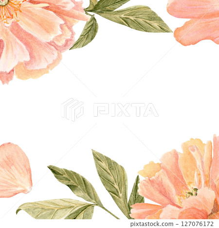 Soft coral peonies horizontal frame on white background, painted in watercolor, ideal for wedding invitations, RSVP cards, branding, packaging, and elegant stationery for romantic businesses 127076172