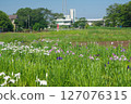 The pond and irises at Kitayama Park in the Sayama Hills under blue skies during the iris blooming season 127076315