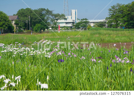 The pond and irises at Kitayama Park in the Sayama Hills under blue skies during the iris blooming season 127076315