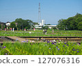 The pond and irises at Kitayama Park in the Sayama Hills under blue skies during the iris blooming season 127076316