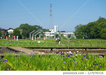 The pond and irises at Kitayama Park in the Sayama Hills under blue skies during the iris blooming season 127076316