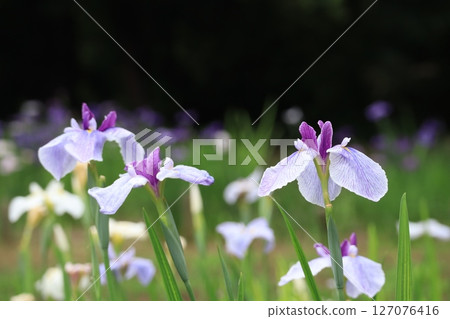 Iris garden 127076416