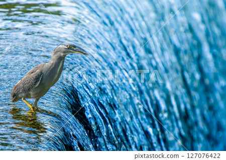 Waterside cockroach copy space Waterside cockroach copy space 127076422