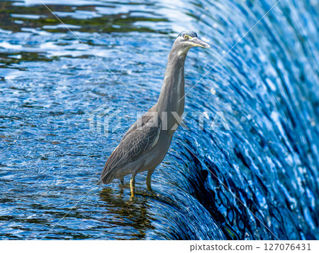 水邊條紋鷺 127076431