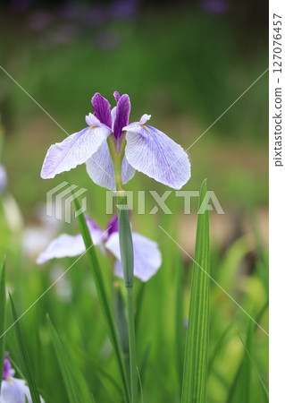 鳶尾花 127076457