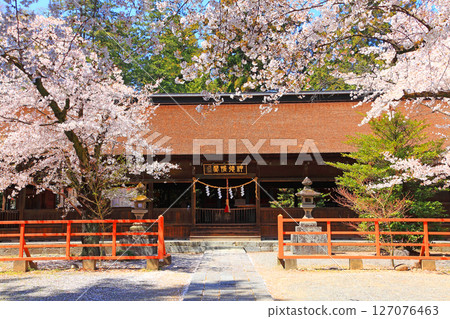 Cherry blossoms in full bloom planted in front of the main shrine Cherry blossoms in full bloom planted in front of the main shrine 127076463