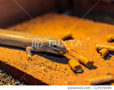 Close-up of a large-legged skink 127076499