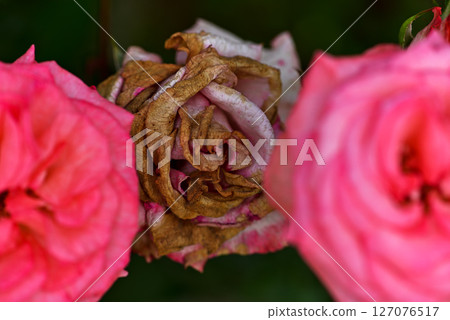 rose rose 127076517