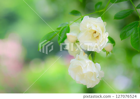 rose	 127076524
