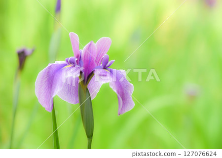 Iris 127076624