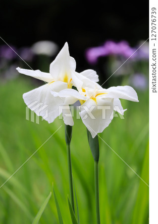 白色鳶尾花 白色鳶尾花 127076739