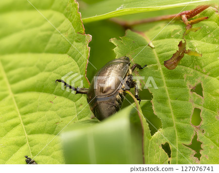 A cuprea eating grass A cuprea eating grass 127076741