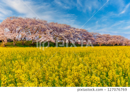 Cherry blossoms and rape blossoms in full bloom against the blue sky 127076769